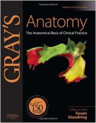 Gray’s Anatomy – The Anatomical Basis of Clinical Practice 40th Edition1.jpg, 9.08 KB