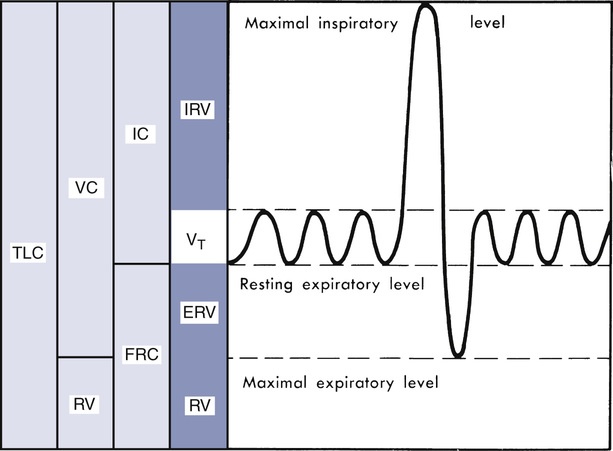 Lung volumes.jpg, 52.71 KB