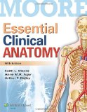 Essential Clinical Anatomy51.jpg, 8.17 KB